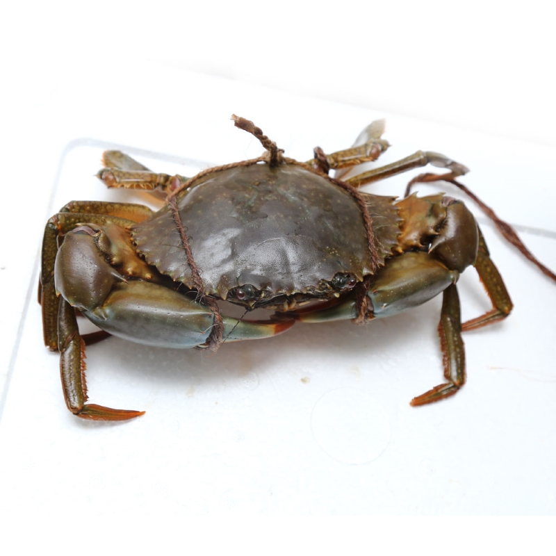 Live Crab